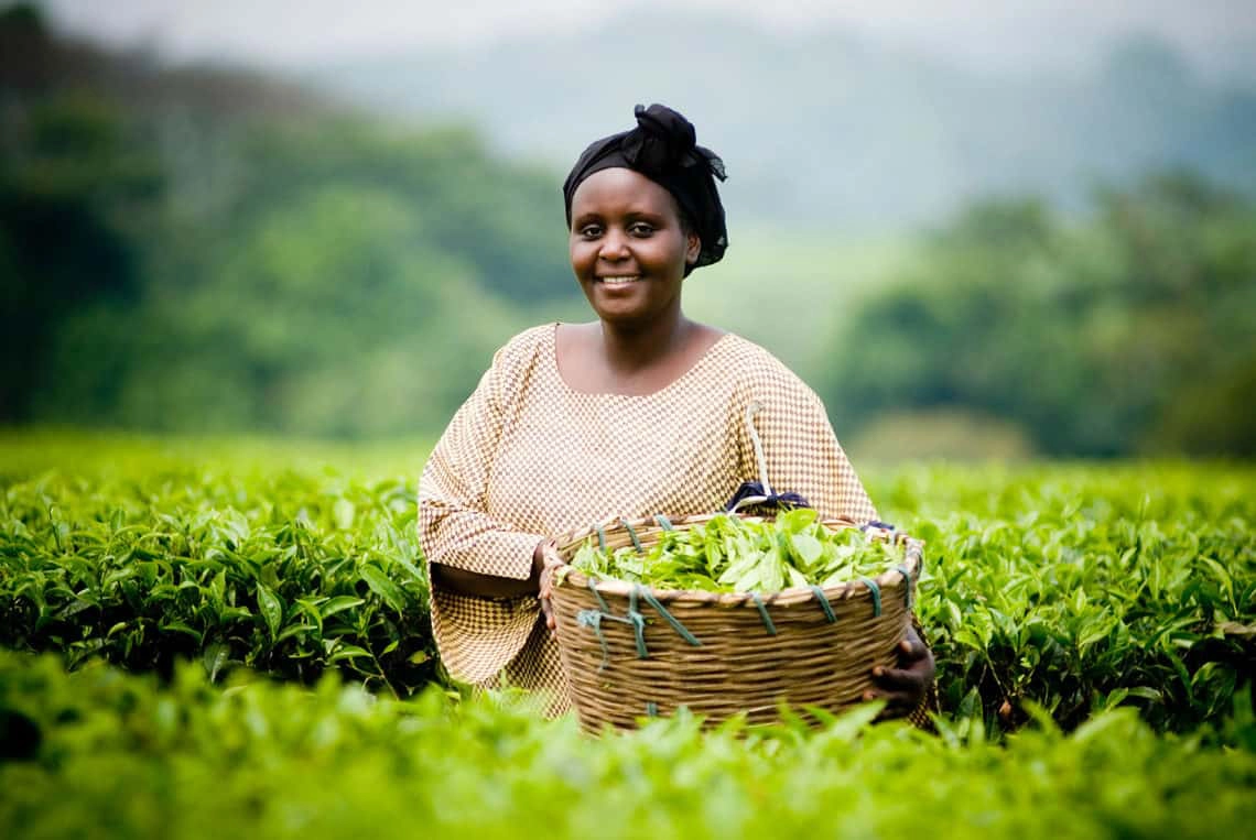 East Africa Estate Grown Teas East Africa Estate Grown Teas