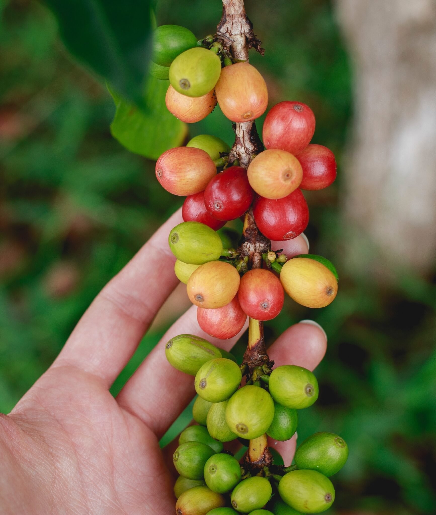 Farming-Fairtrade-Coffee-scaled