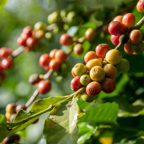 Coffee cherry