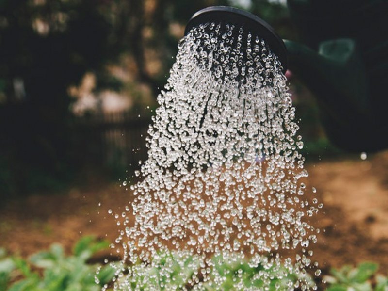 watering can sprinkling water in garden