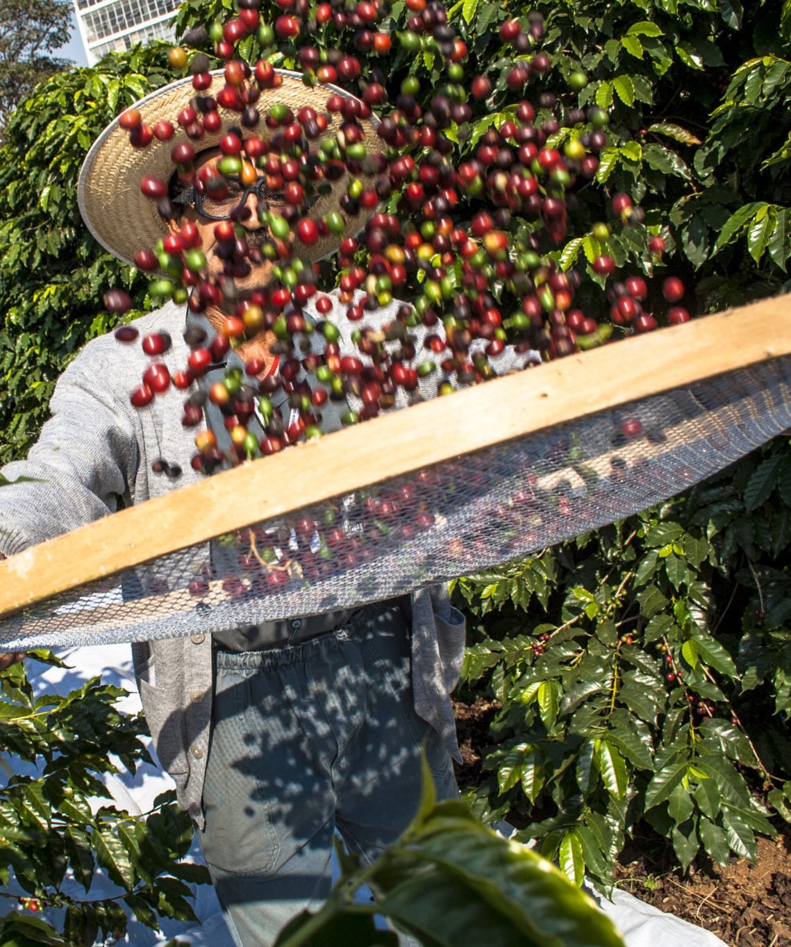 Farmer on a Coffee Farm Sorting Beans