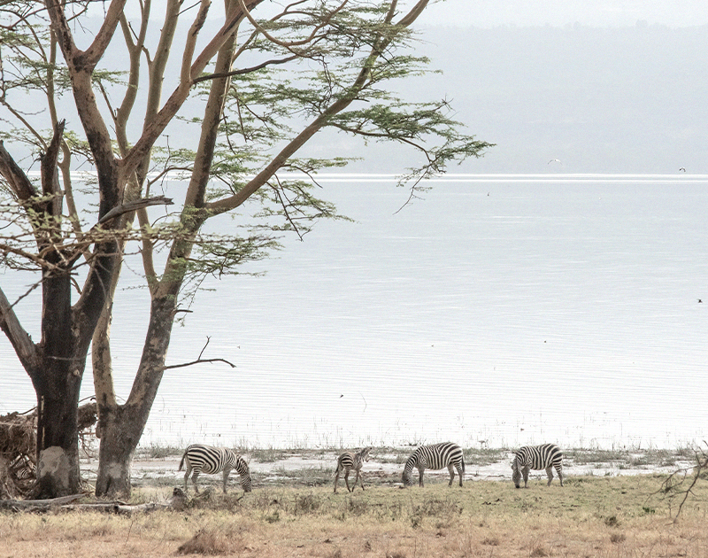 Lake Nakuru