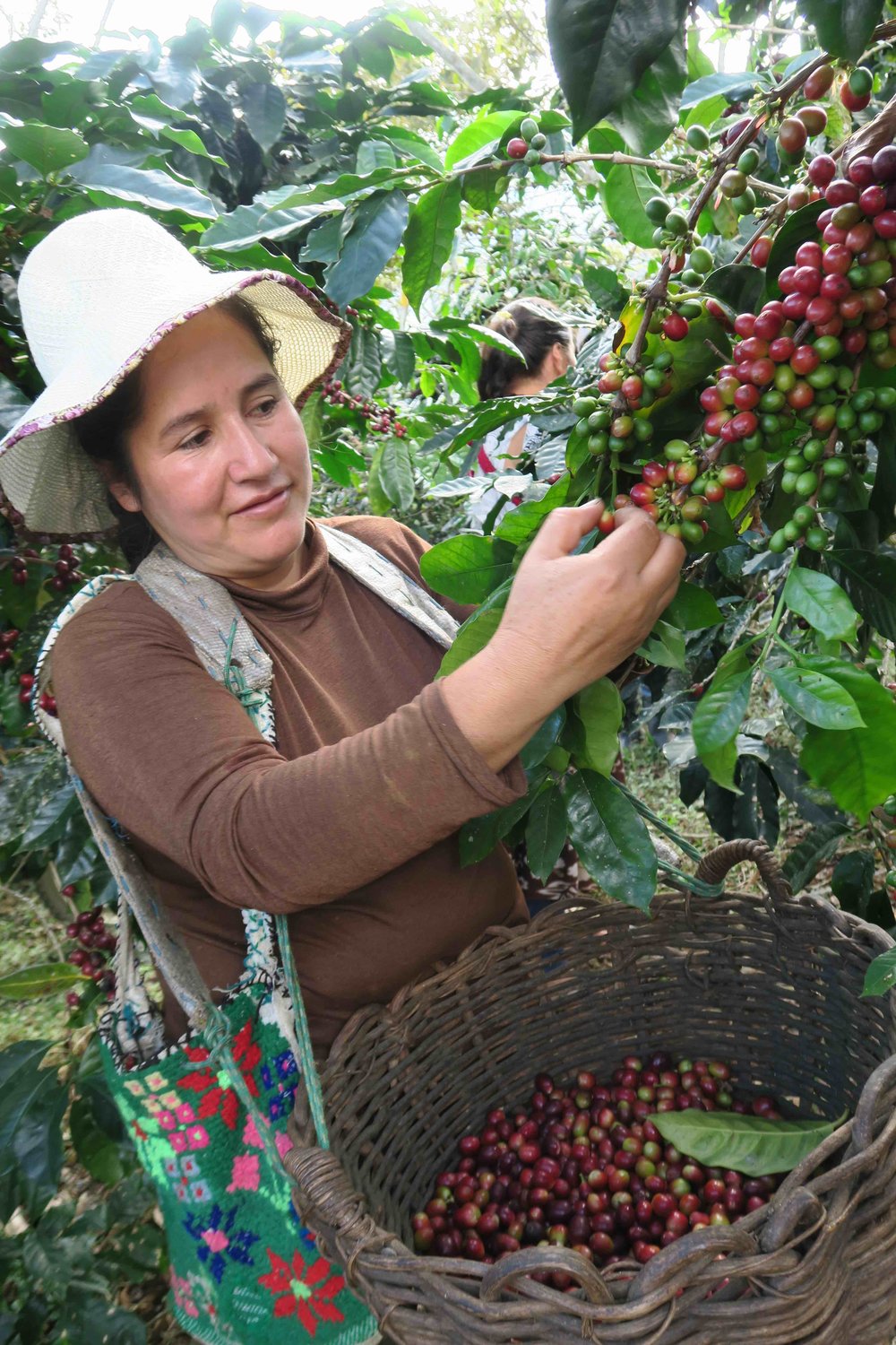 Cafe Femenino women picking coffee in PERU